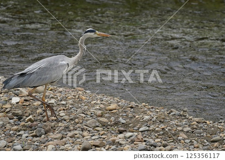 一隻蒼鷺正在往嘴裡塞食物 125356117