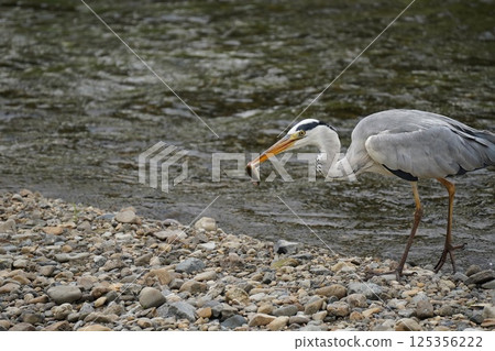 蒼鷺叼著食物 125356222