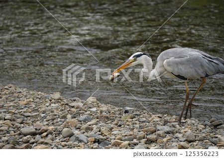 蒼鷺叼著食物 125356223
