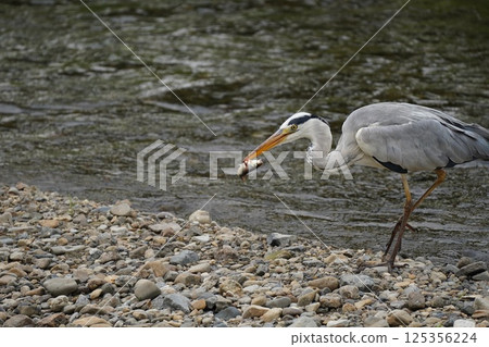 蒼鷺叼著食物 125356224