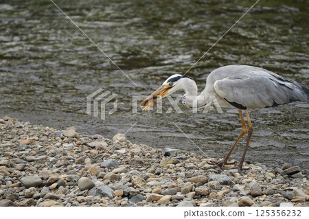 Heron holding food 125356232