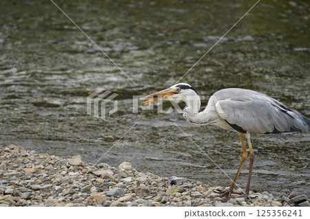 蒼鷺叼著食物 125356241
