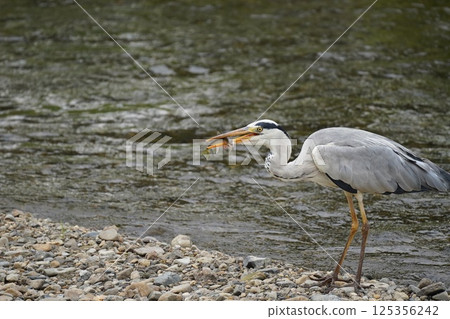 蒼鷺叼著食物 125356242