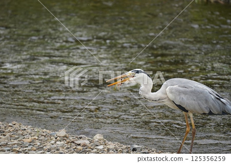 Heron holding food Heron holding food 125356259