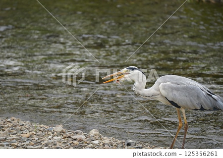蒼鷺叼著食物 125356261