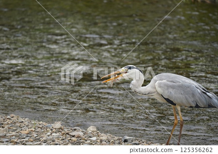蒼鷺叼著食物 125356262