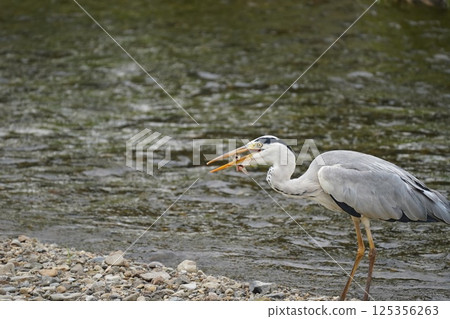 蒼鷺叼著食物 125356263