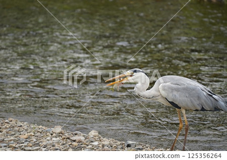 蒼鷺叼著食物 125356264
