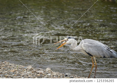 Heron holding food 125356265