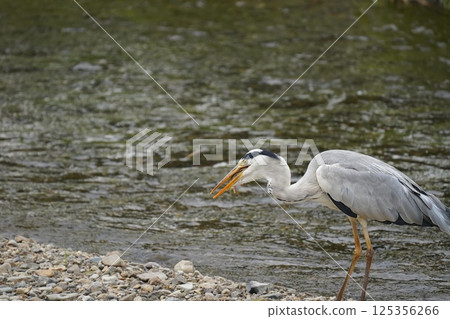 蒼鷺叼著食物 125356266
