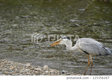 蒼鷺叼著食物 125356267