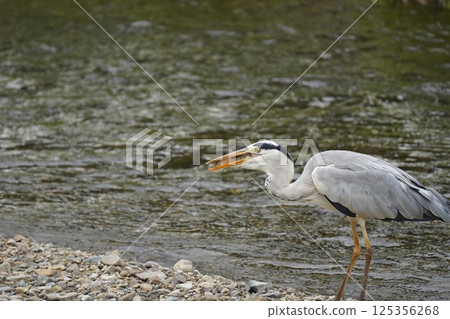 蒼鷺叼著食物 125356268
