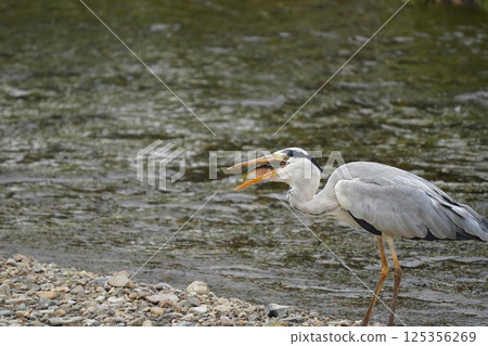 蒼鷺叼著食物 125356269