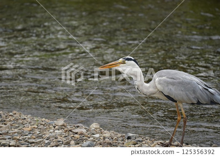 在河邊釣騙局誘餌 125356392