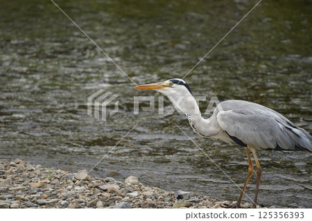 在河邊釣騙局誘餌 125356393