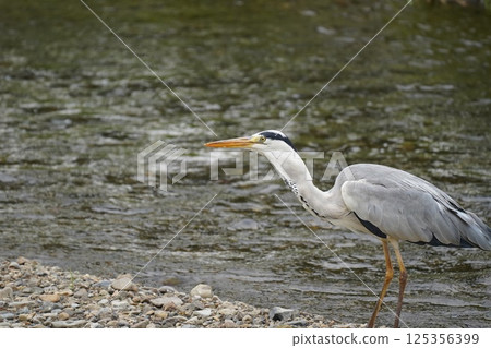 在河邊釣騙局誘餌 125356399
