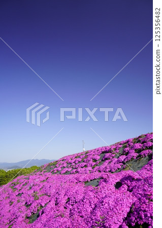 在藍天閃耀的芝櫻 125356482