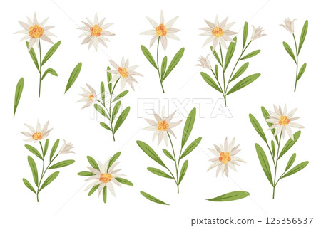 Beautiful edelweiss flowers. Mountain plants, tourist floral symbol, leontopodium, alpine botany, medical and cosmetic herb, decorative botanical isolated elements, wildflower tidy vector set 125356537