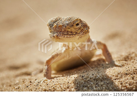 Desert lizard on sand. Phrynocephalus mystaceus close-up head reptiles Desert lizard on sand. Phrynocephalus mystaceus close-up head reptiles 125356567