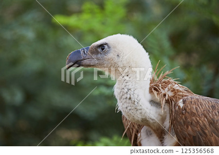Griffon vulture bird against green bushes, close-up of head Griffon vulture bird against green bushes, close-up of head 125356568