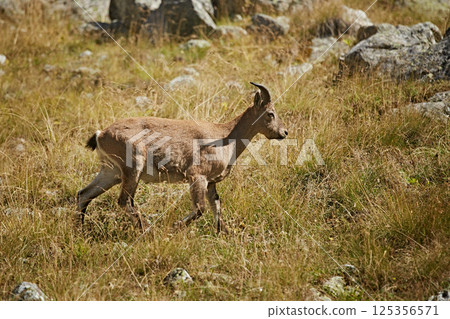 Caucasian mountain goats graze in a meadow among stones 125356571