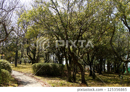 佐賀縣立森林公園的春天景色,佐賀的熱門休閒勝地 佐賀縣立森林公園的春天景色,佐賀的熱門休閒勝地 125356865