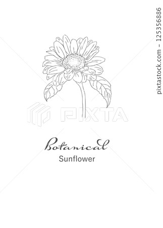 黑白線描插畫素材復古向日葵花明信片大小 125356886