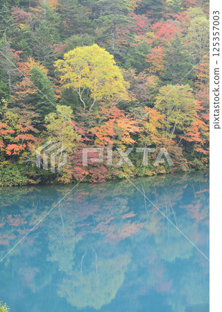 Autumn leaves at Onuma Pond in Shiga Kogen, Nagano Prefecture 125357003