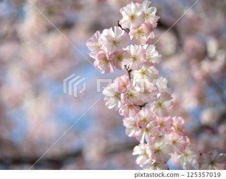 四月盛開的美麗櫻花：“Arcolade” 125357019