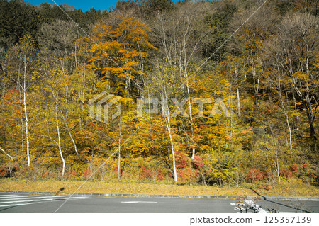 View of yellow leaves tree on a road side during autumn season in Japan 125357139