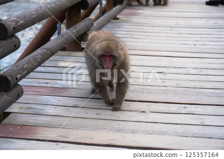 Japanese monkey living in Kamikochi, Nagano Prefecture Japan 125357164