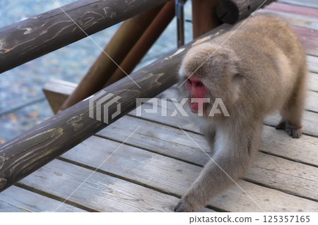 Japanese monkey living in Kamikochi, Nagano Prefecture Japan 125357165