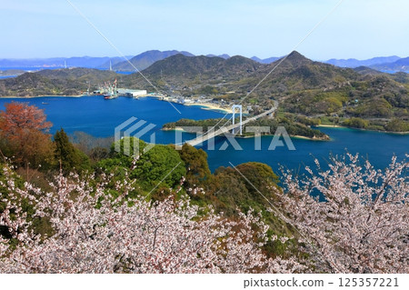 [Ehime Prefecture] Hakata Oshima Bridge (Shimanami Kaido) as seen from Kareiyama Observatory Park in spring when cherry blossoms are in bloom 125357221