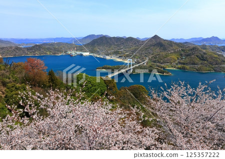[Ehime Prefecture] Hakata Oshima Bridge (Shimanami Kaido) as seen from Kareiyama Observatory Park in spring when cherry blossoms are in bloom 125357222