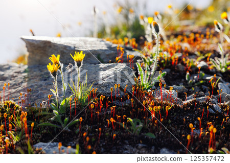 Close-up detail view alpine hawkweed blossoms glow against rugged stone alongside clusters of vivid, red-stemmed moss near sunlit outcrops. Soft warm morning sun backlight 125357472