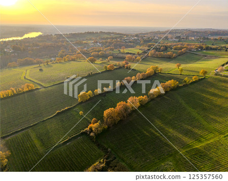 France, Gironde, Tabanac, Aerial view of the vineyard and wooded areas of Chateau le Pic in the France, Gironde, Tabanac, Aerial view of the vineyard and wooded areas of Chateau le Pic in the 125357560