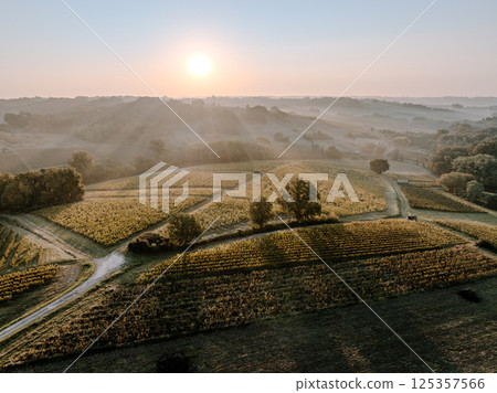 Sunset landscape bordeaux wineyard france, europe Nature Sunset landscape bordeaux wineyard france, europe Nature 125357566