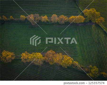 France, Gironde, Tabanac, Aerial view of the vineyard and wooded areas of Chateau le Pic in the 125357574