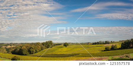 Sunset landscape bordeaux wineyard france, europe Nature 125357578