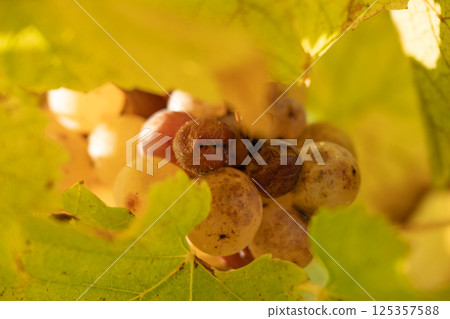 Noble rot of white wine grape, botrytised grapes in sunshine, Sauternes, France 125357588
