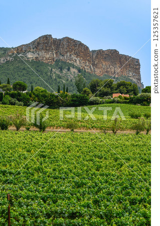 France, Cassis, Vineyard Domaine du Bagnol, AOC Cassis France, Cassis, Vineyard Domaine du Bagnol, AOC Cassis 125357621