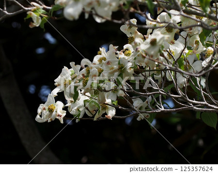 A close-up of the tips of white dogwood branches bathed in sunlight. 125357624