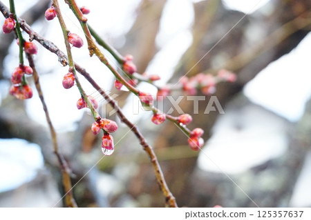 雨後梅花苞 125357637