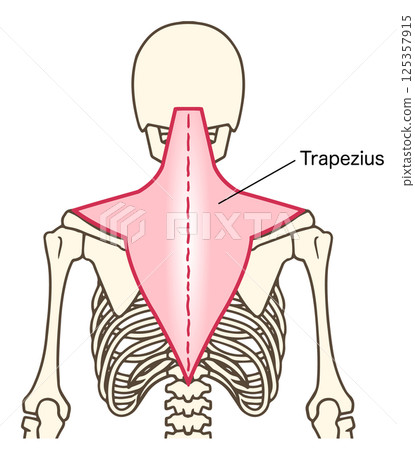 斜方肌,連結頸部、肩膀和背部的肌肉 斜方肌,連結頸部、肩膀和背部的肌肉 125357915