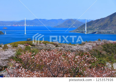[Ehime Prefecture] Spring cherry blossoms bloom at Hakatajima Kaizan Park and Tatara Bridge (Shimanami Kaido) 125357916