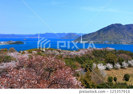 [Ehime Prefecture] Spring cherry blossoms bloom at Hakatajima Kaizan Park and Tatara Bridge (Shimanami Kaido) 125357918