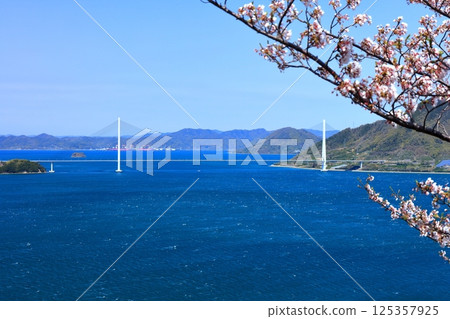 [Ehime Prefecture] Spring cherry blossoms bloom at Hakatajima Kaizan Park and Tatara Bridge (Shimanami Kaido) 125357925