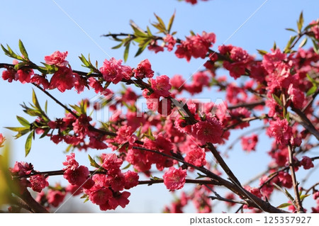 Red peach flowers blooming in the park in spring 125357927