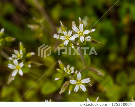 歸化的荷蘭鼠耳植物的白色花朵 歸化的荷蘭鼠耳植物的白色花朵 125358004