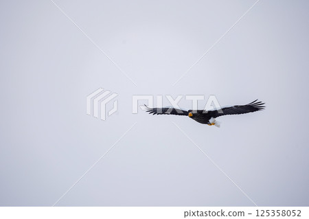 翱翔天空的虎頭海雕 翱翔天空的虎頭海雕 125358052